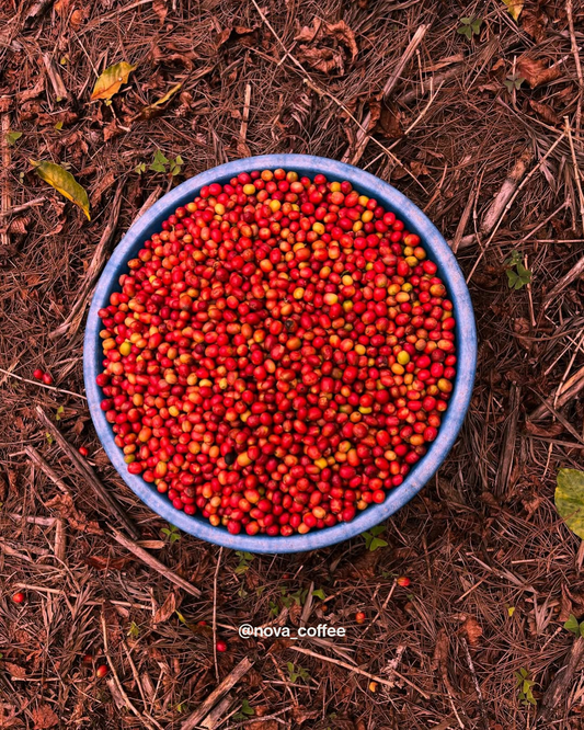 Kawa Bukure RWANDA 250g