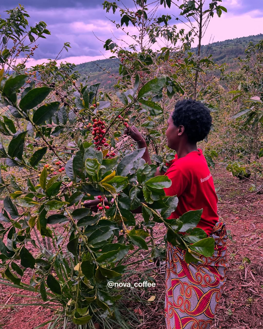 Kawa Bukure RWANDA 250g