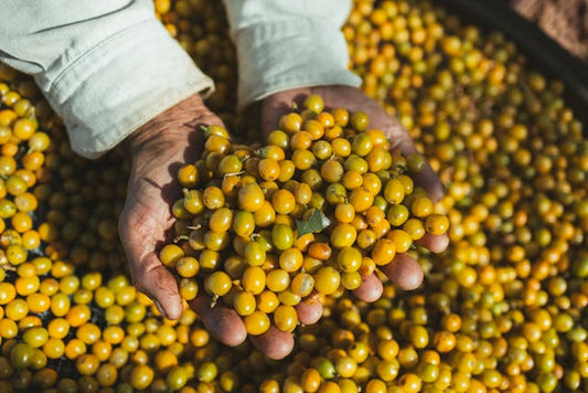 La Perla Yellow PERU 250g